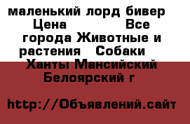 маленький лорд бивер › Цена ­ 10 000 - Все города Животные и растения » Собаки   . Ханты-Мансийский,Белоярский г.